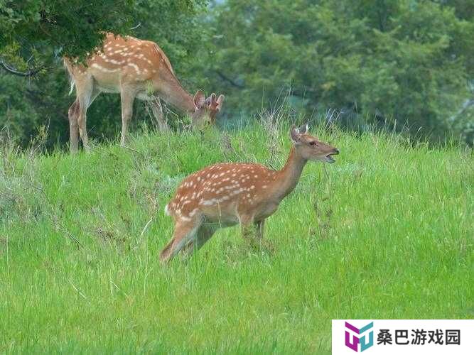 挨饿荒野中哪里能捕获梅花鹿？推荐地点揭晓引发悬念！