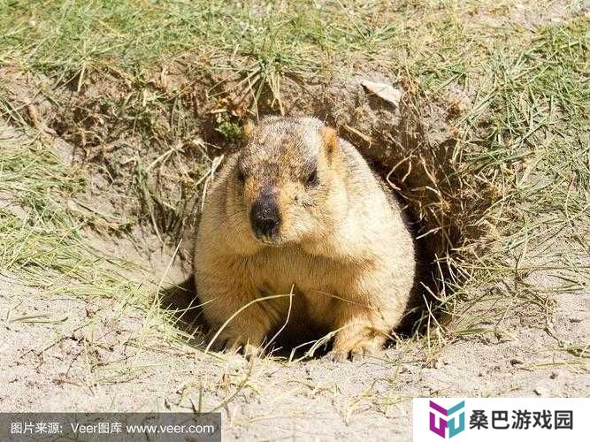 小森生活遇难题，为何土拨鼠迟迟不肯出洞，背后有何隐情？